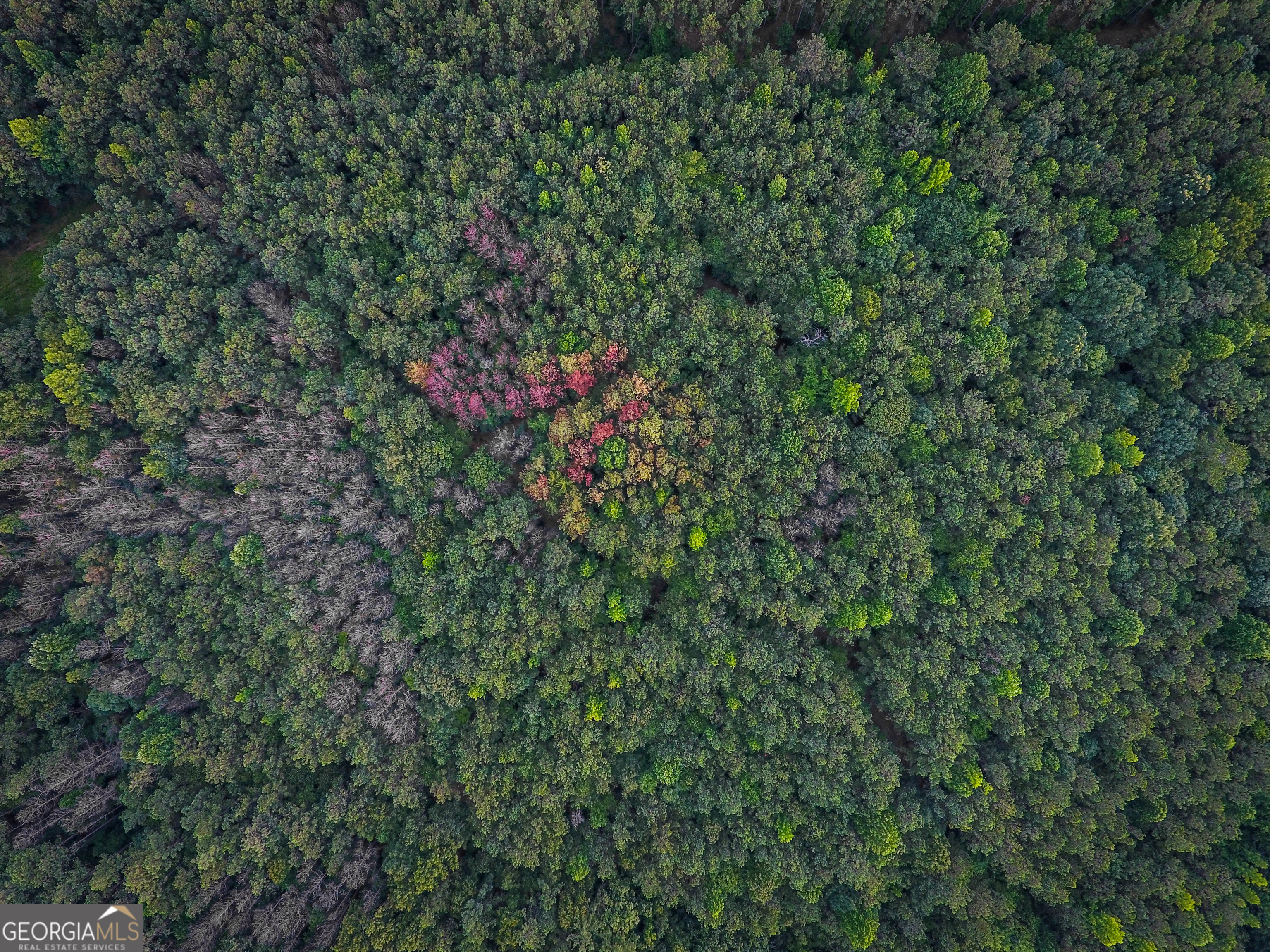 0 Caney Head Road Roopville, GA 30170 - Photo 5 of 22 a view of a lush green forest