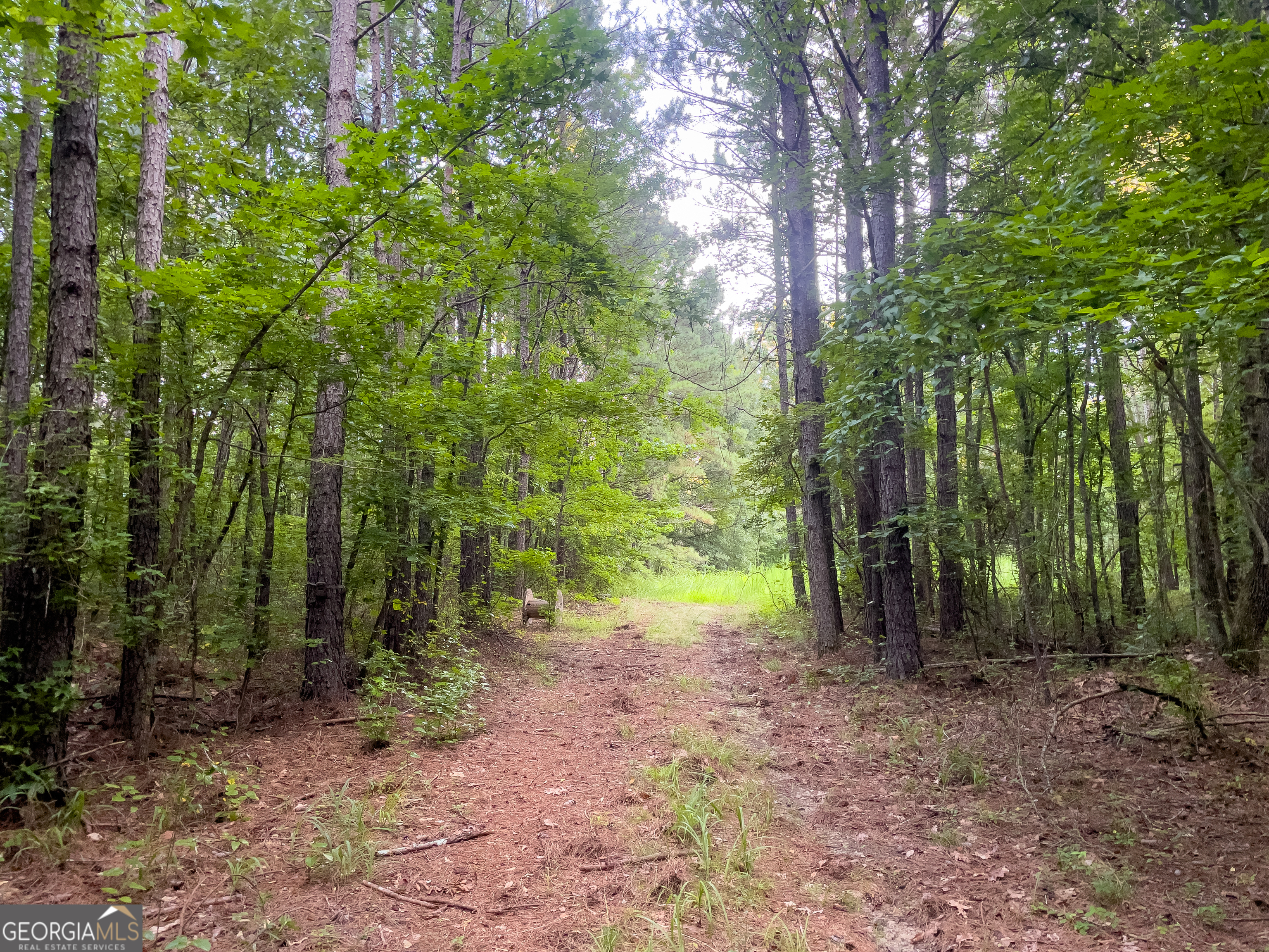 0 Caney Head Road Roopville, GA 30170 - Photo 9 of 22 a view of a forest with trees