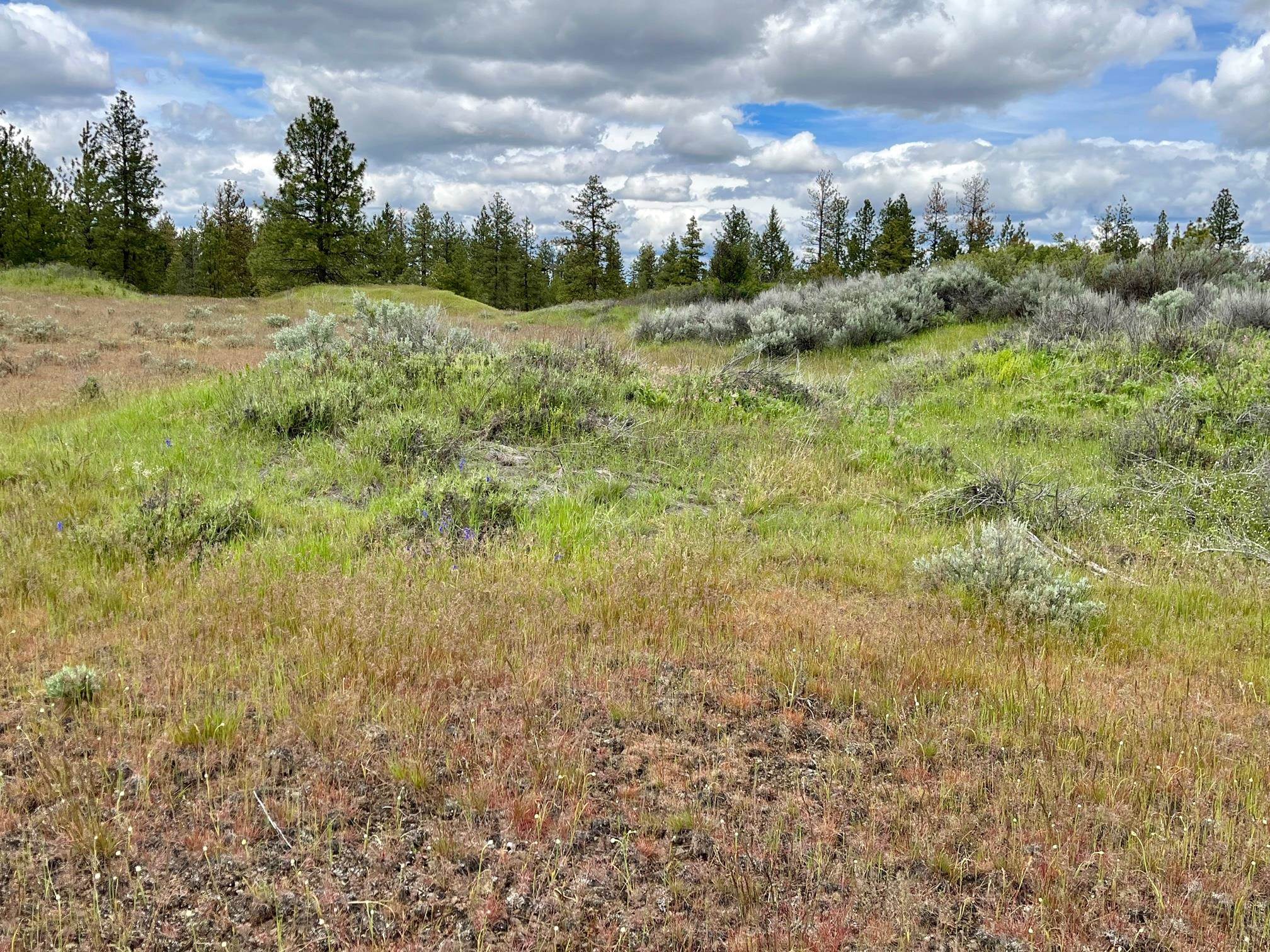 249017 West Kitt Road Reardan, WA 99029 - Photo 16 of 44