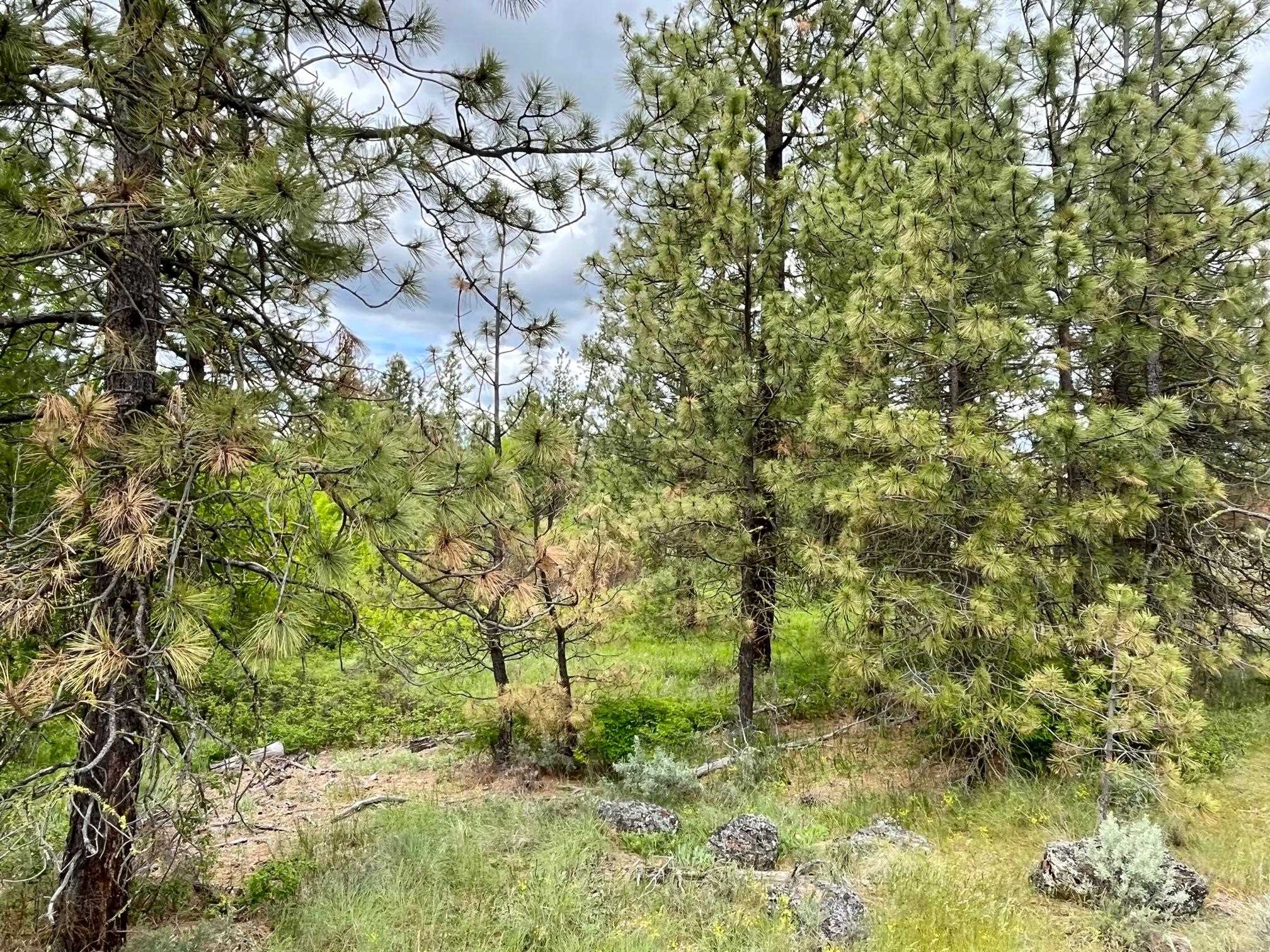 249017 West Kitt Road Reardan, WA 99029 - Photo 18 of 44