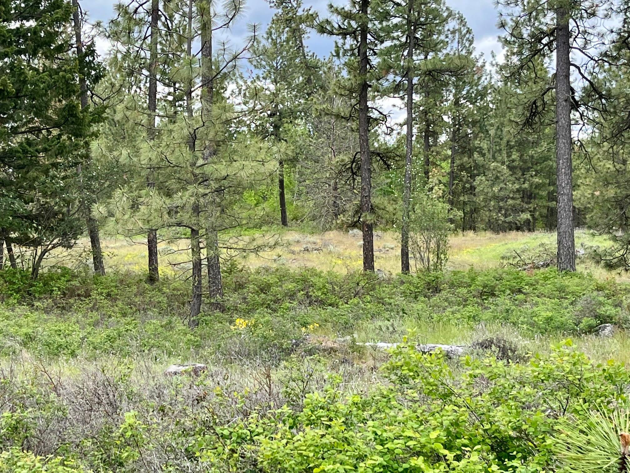 249017 West Kitt Road Reardan, WA 99029 - Photo 2 of 44