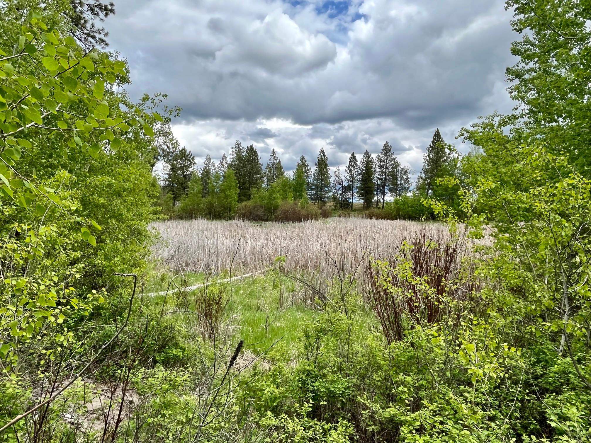 249017 West Kitt Road Reardan, WA 99029 - Photo 25 of 44