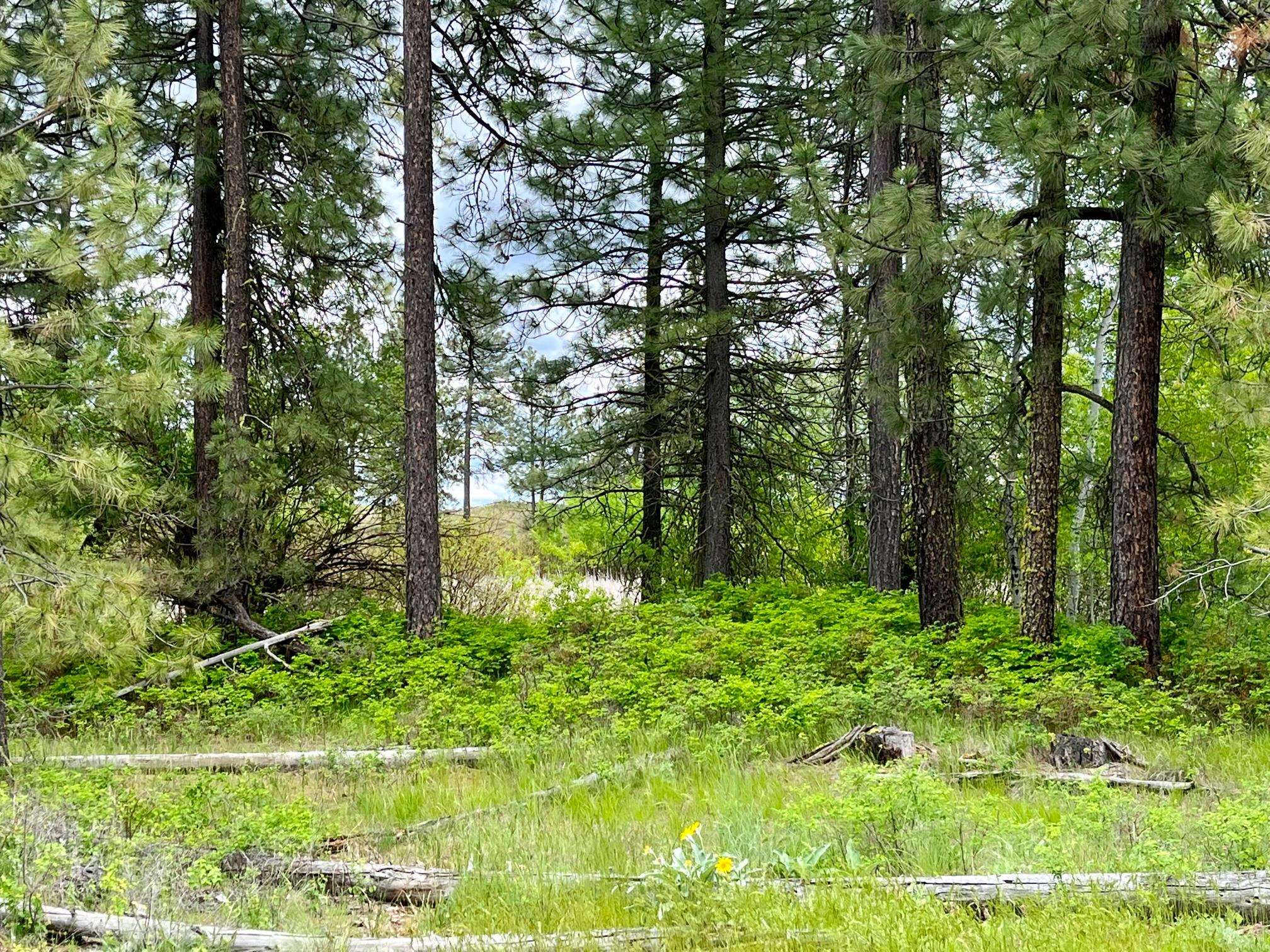 249017 West Kitt Road Reardan, WA 99029 - Photo 28 of 44