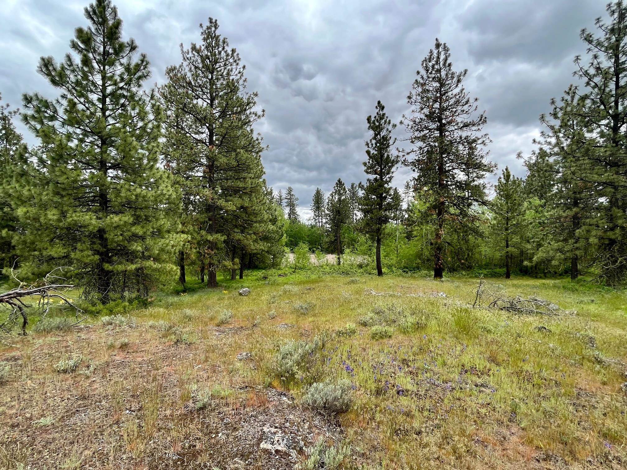 249017 West Kitt Road Reardan, WA 99029 - Photo 35 of 44