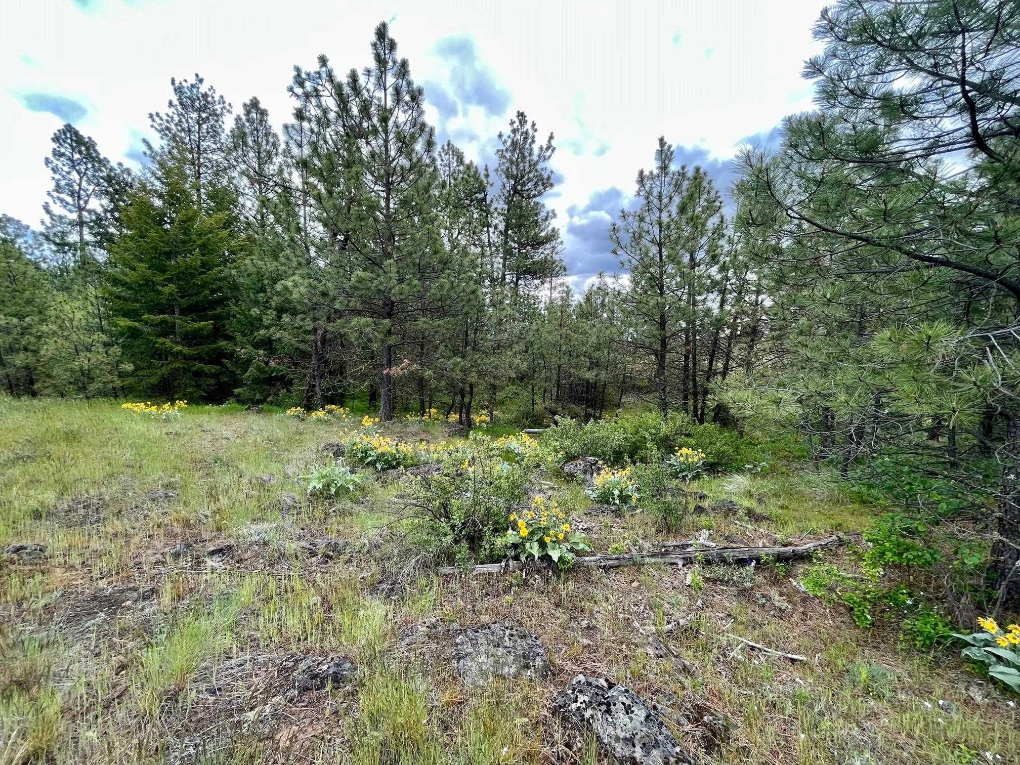 249017 West Kitt Road Reardan, WA 99029 - Photo 4 of 44