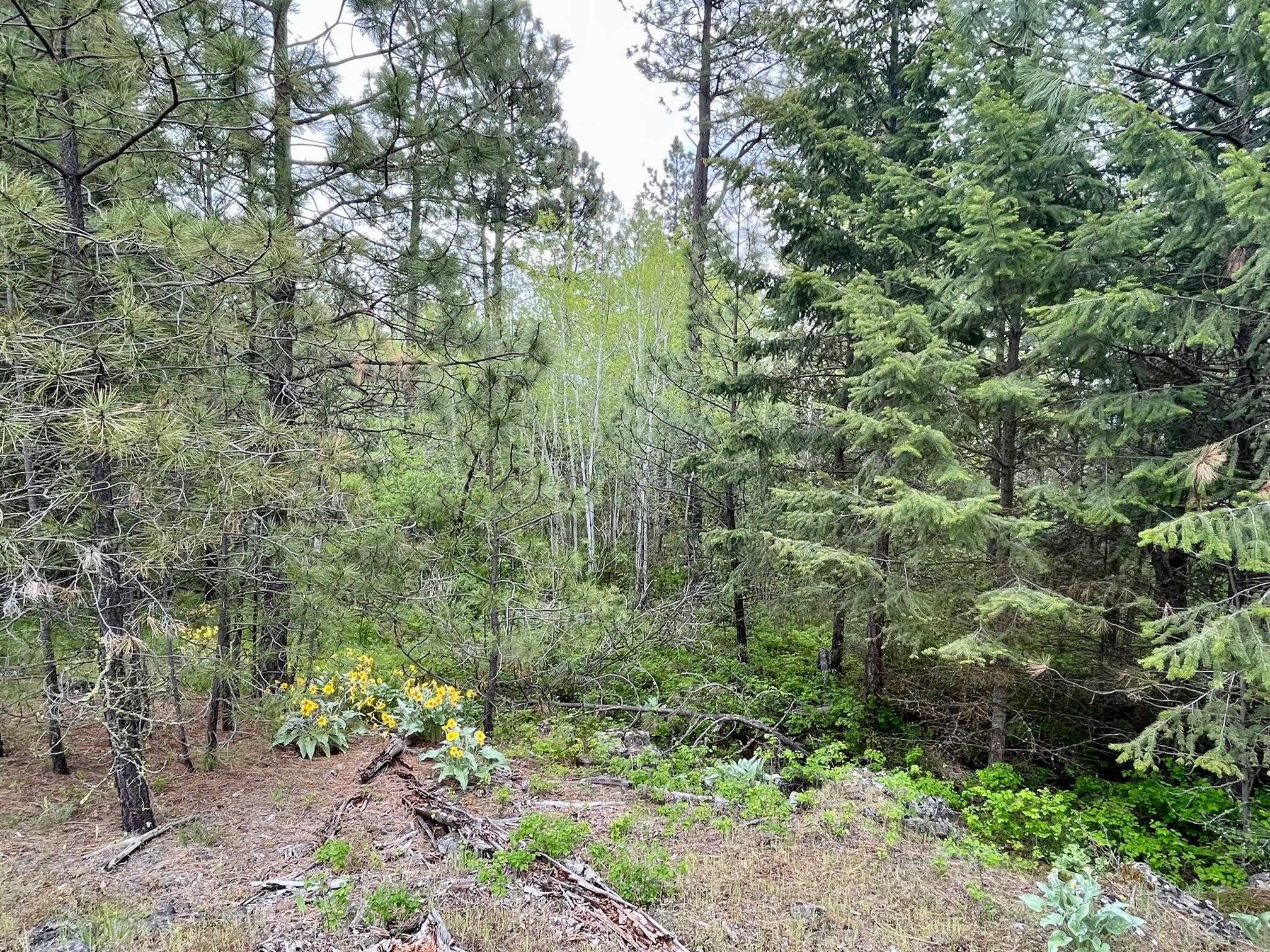 249017 West Kitt Road Reardan, WA 99029 - Photo 5 of 44