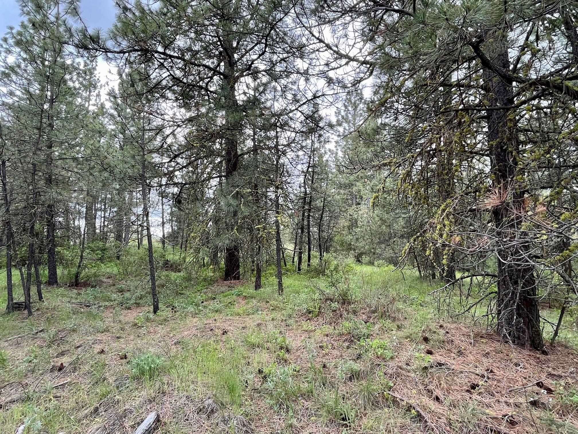 249017 West Kitt Road Reardan, WA 99029 - Photo 6 of 44