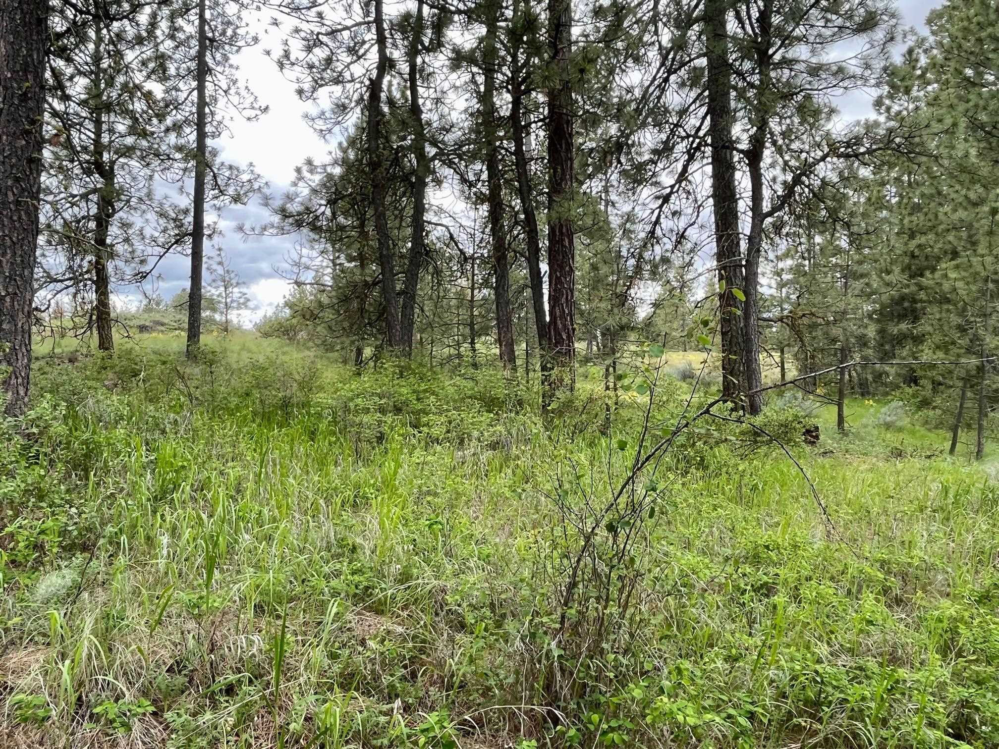 249017 West Kitt Road Reardan, WA 99029 - Photo 9 of 44