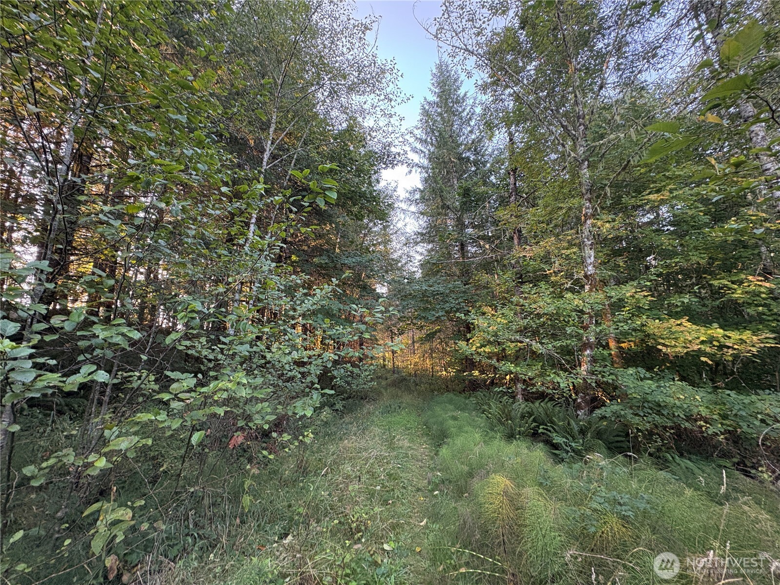-nka Frank Smith Road Toutle, WA 98649 - Photo 5 of 19 Gallery Image 5