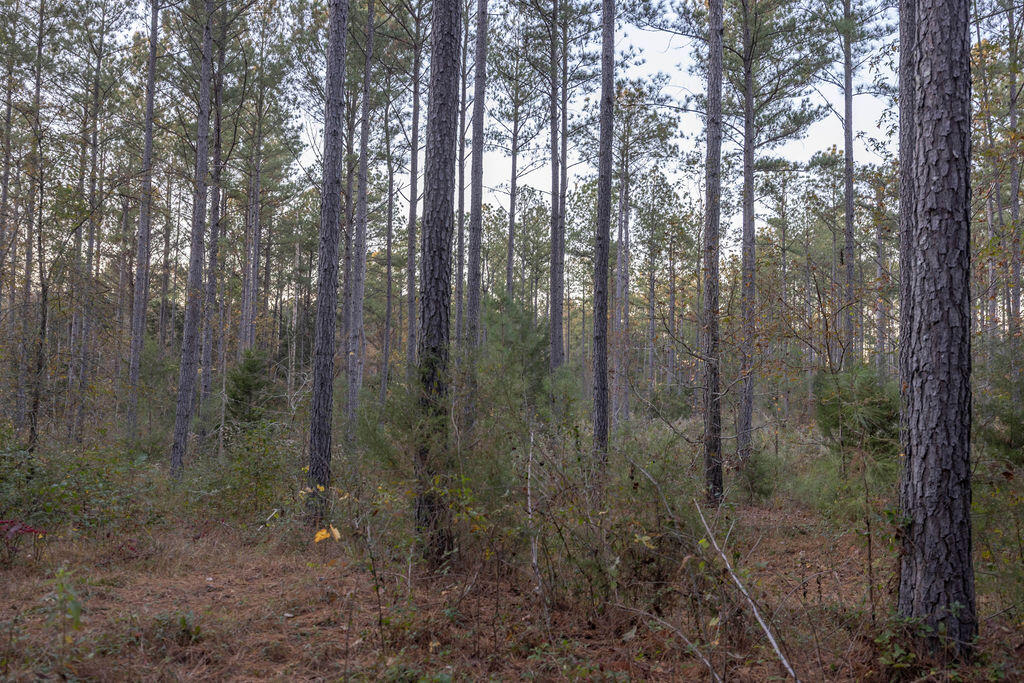 Tbd Barr Chapel Road Edgefield, SC 29824 - Photo 12 of 15