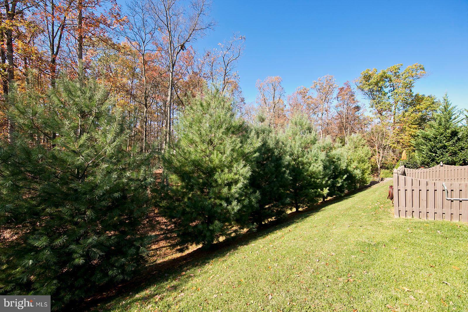 155 Merlot Drive Stephenson, VA 22656 - Photo 55 of 57 Yard backs to tree line buffer