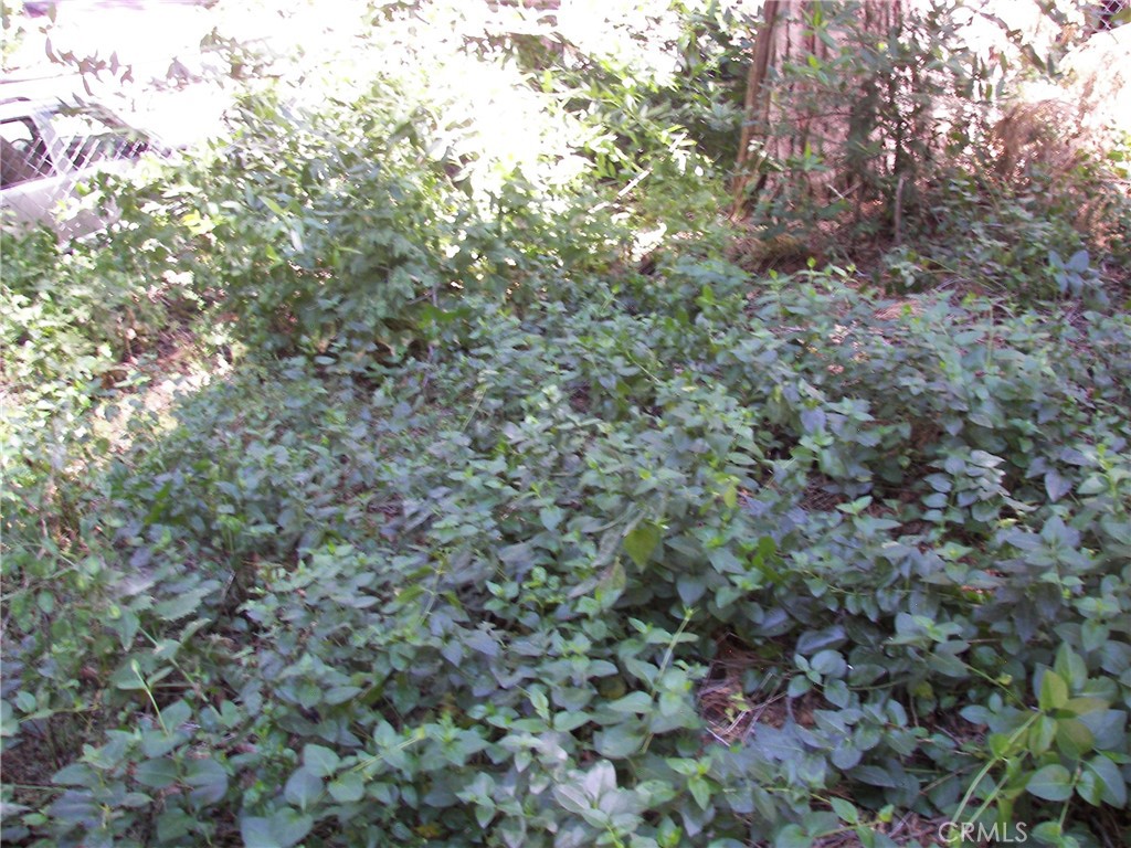 1101 Big Tree Lane Crestline, CA 92325 - Photo 27 of 30 a view of a forest with a tree
