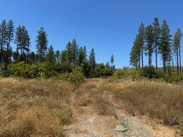 a view of a yard with a tree