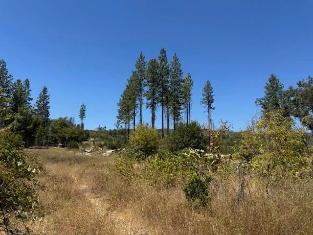 a view of a yard with a tree