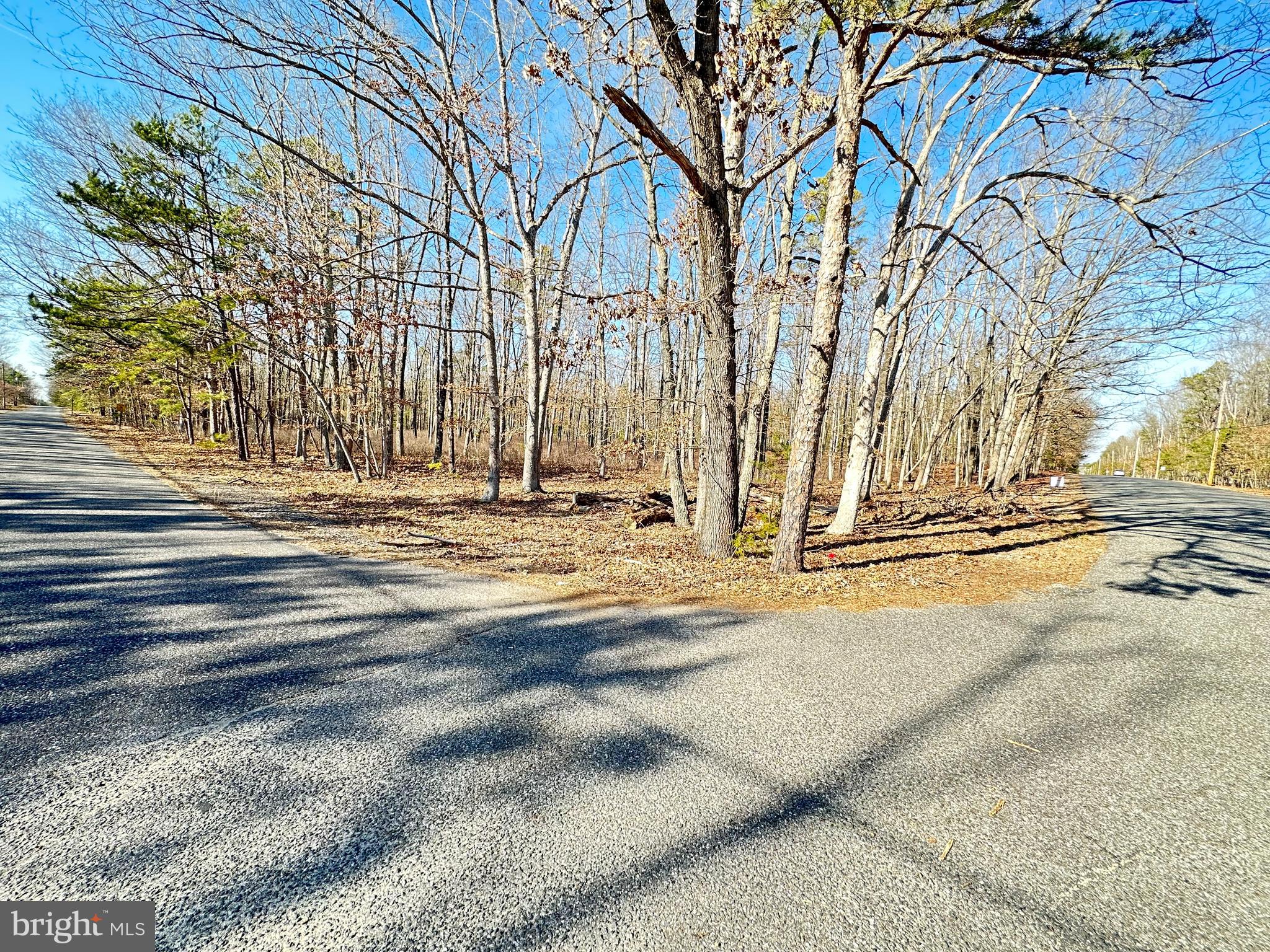 a view of road with large trees