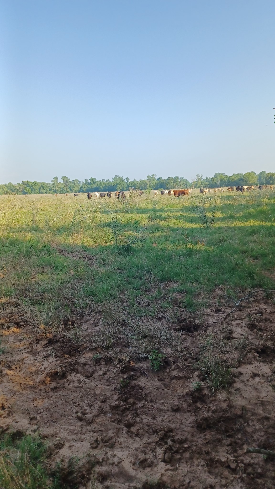 1479 Holman Road Burkburnett, TX 76354 - Photo 11 of 21 a view of a field with an ocean view