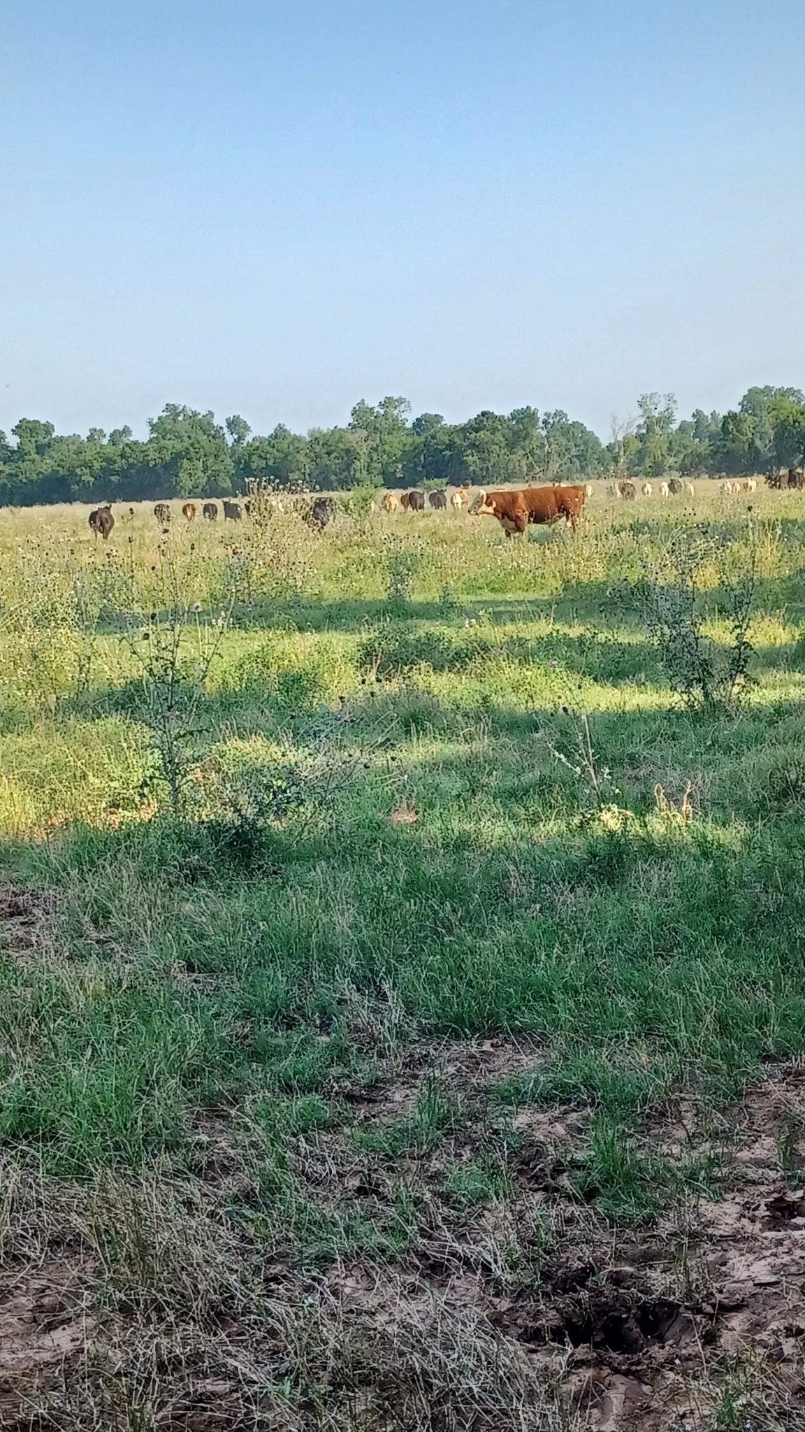 1479 Holman Road Burkburnett, TX 76354 - Photo 13 of 21 a view of lake with mountain