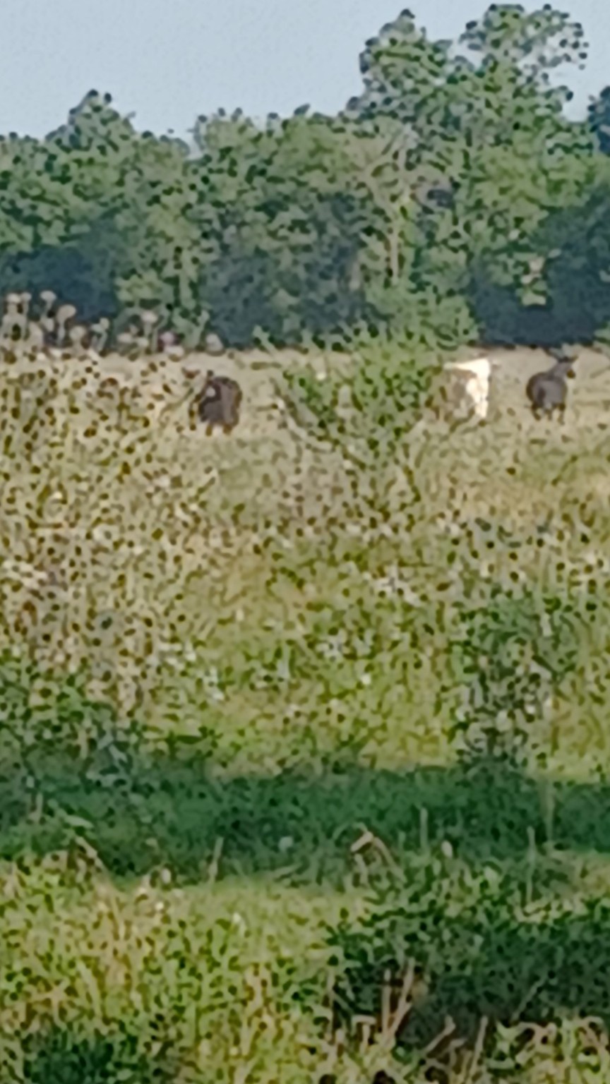 1479 Holman Road Burkburnett, TX 76354 - Photo 17 of 18