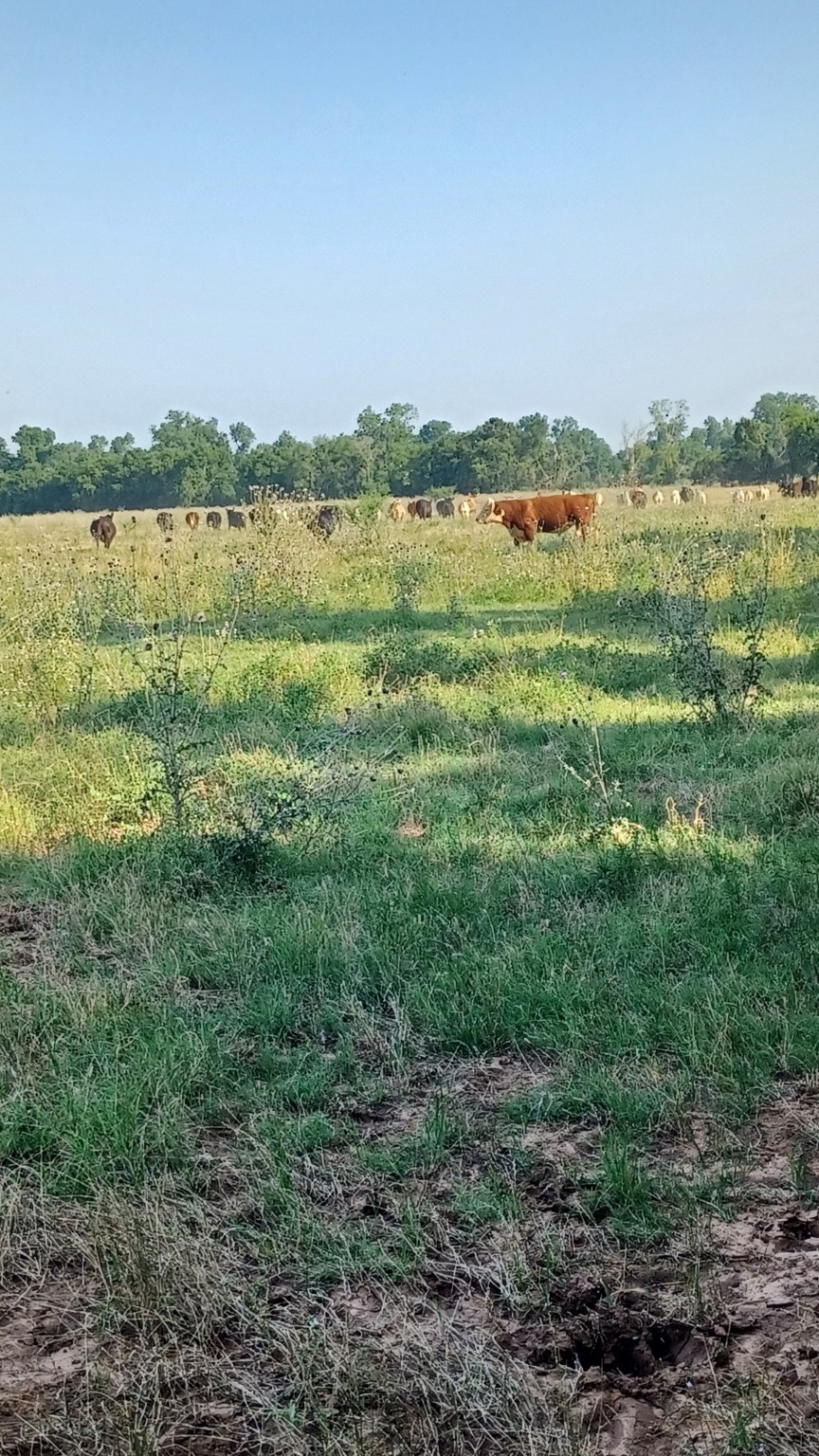 1479 Holman Road Burkburnett, TX 76354 - Photo 18 of 18