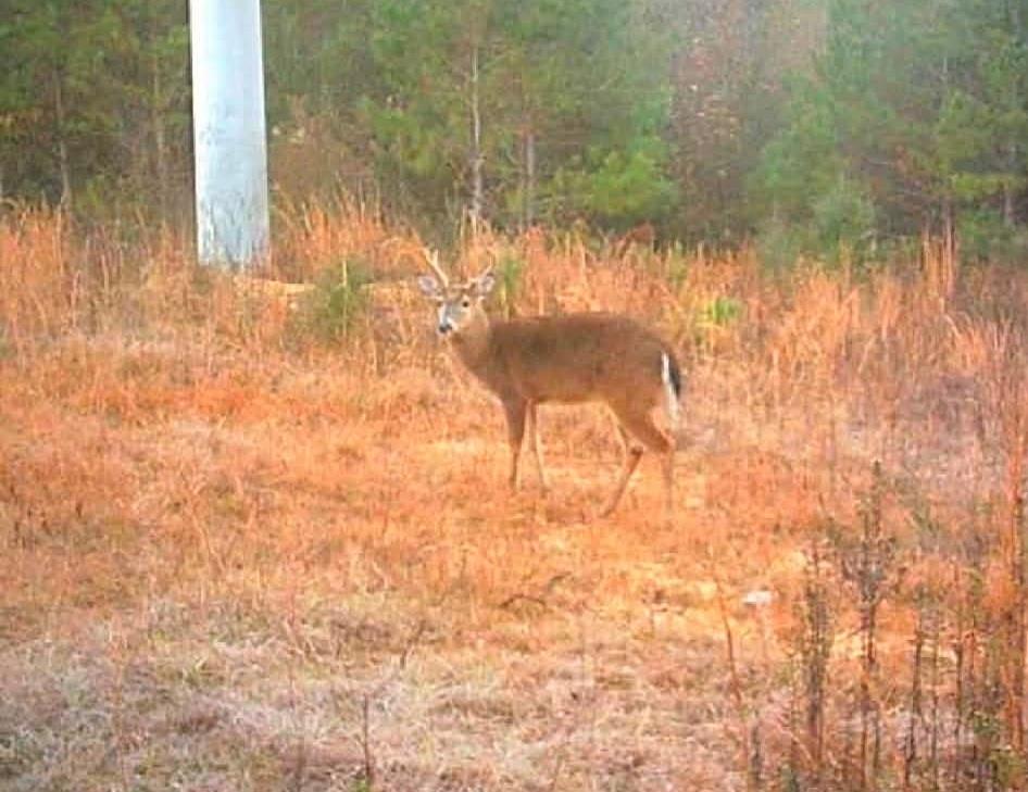 0 Perry Erwin Road Franklinton, LA 70438 - Photo 21 of 29