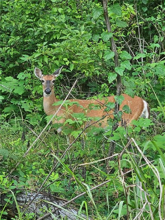 0 Perry Erwin Road Franklinton, LA 70438 - Photo 24 of 29