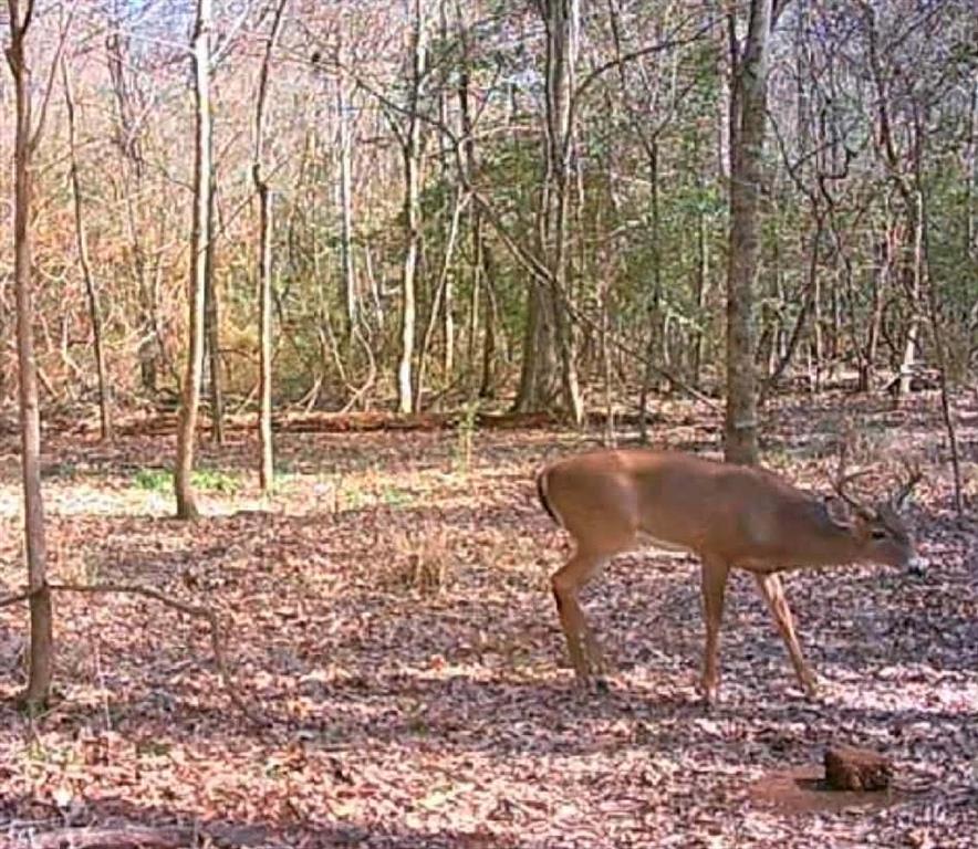 0 Perry Erwin Road Franklinton, LA 70438 - Photo 25 of 29