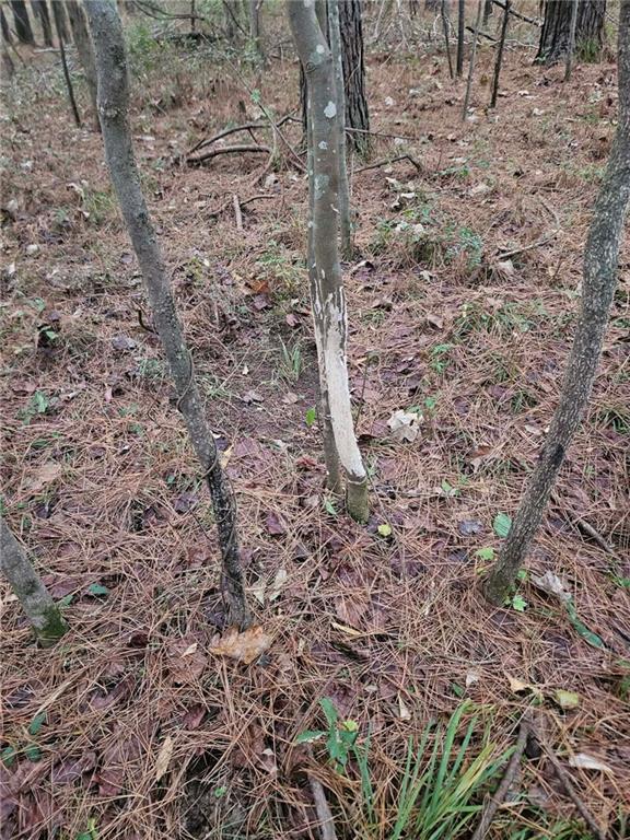 0 Perry Erwin Road Franklinton, LA 70438 - Photo 27 of 29