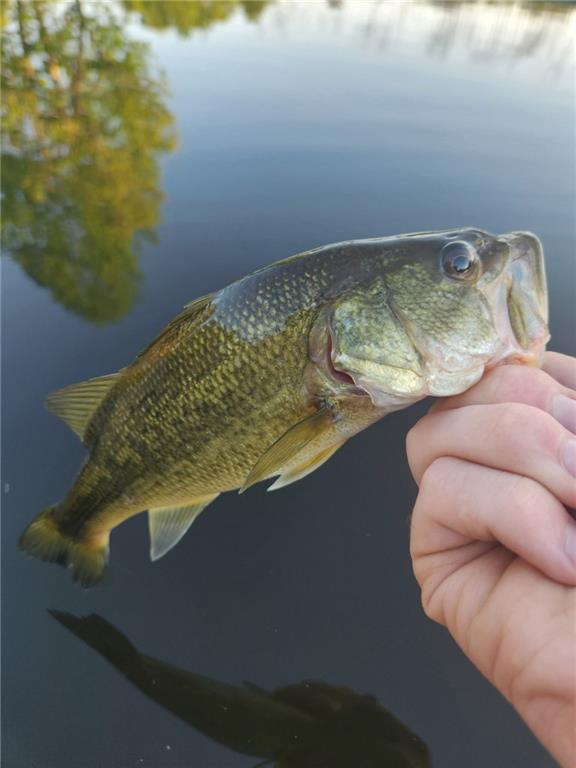 0 Perry Erwin Road Franklinton, LA 70438 - Photo 29 of 29