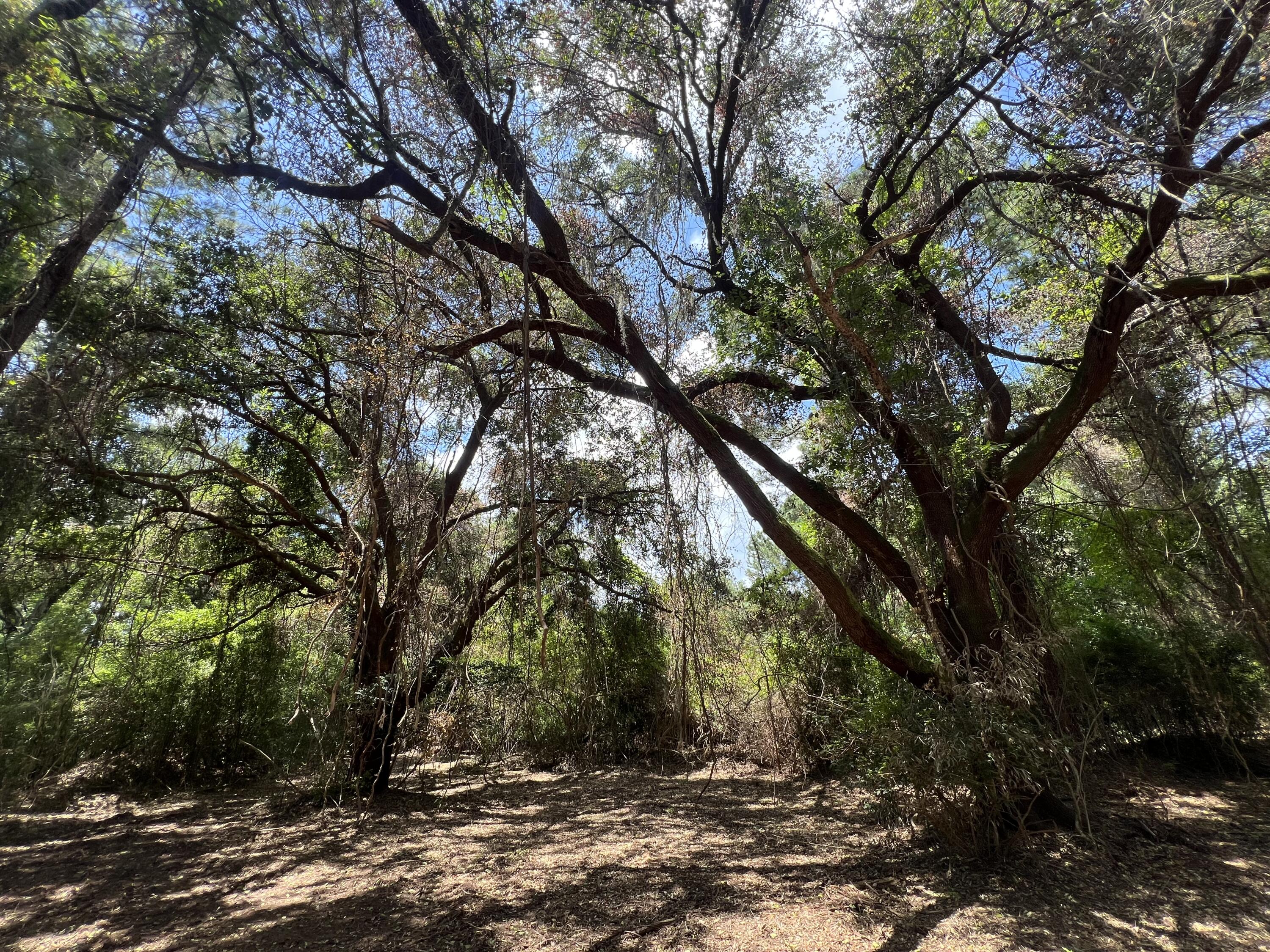 11473 South Fraser Street Georgetown, SC 29440 - Photo 5 of 14 IMG_1670