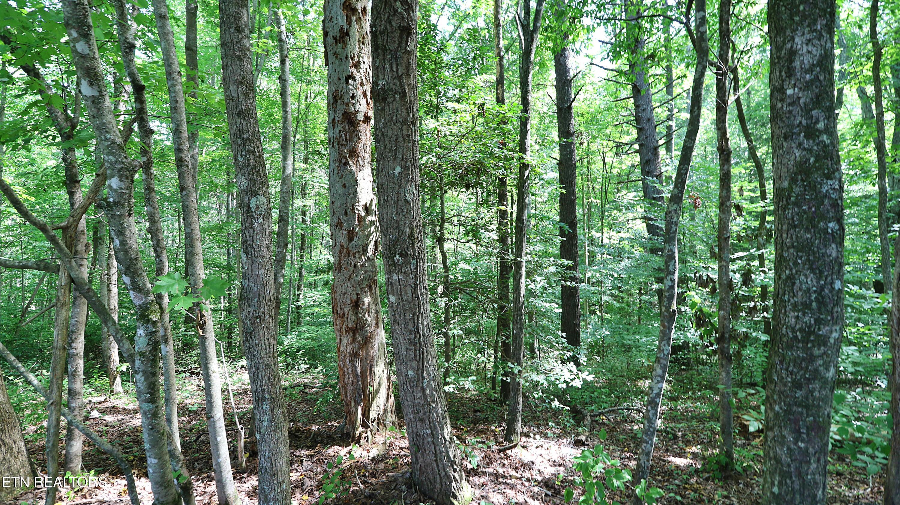 1051 Williams Creek Road Oneida, TN 37841 - Photo 46 of 57 094A7290