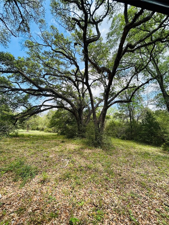 25-acres Dunlavy Road Cat Spring, TX 78933 - Photo 7 of 10