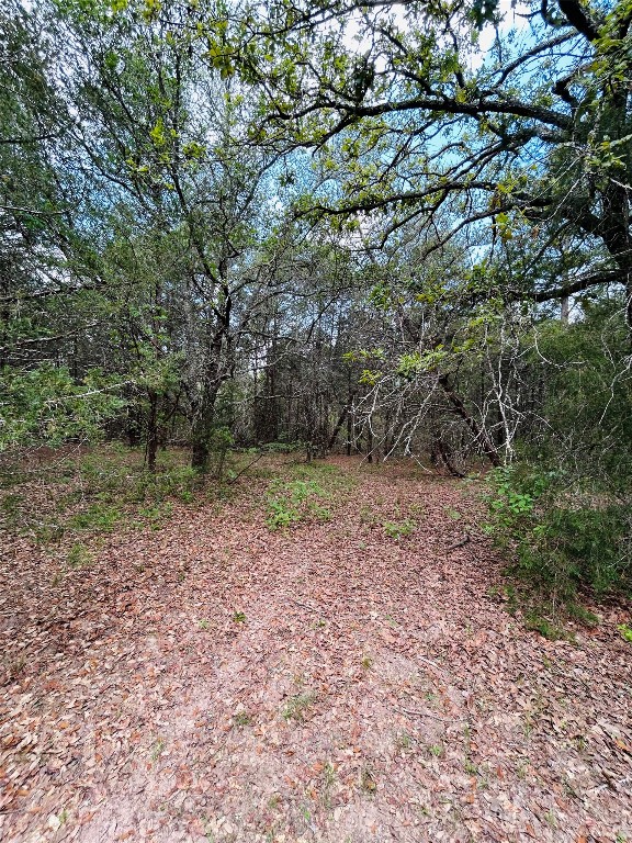 25-acres Dunlavy Road Cat Spring, TX 78933 - Photo 10 of 10