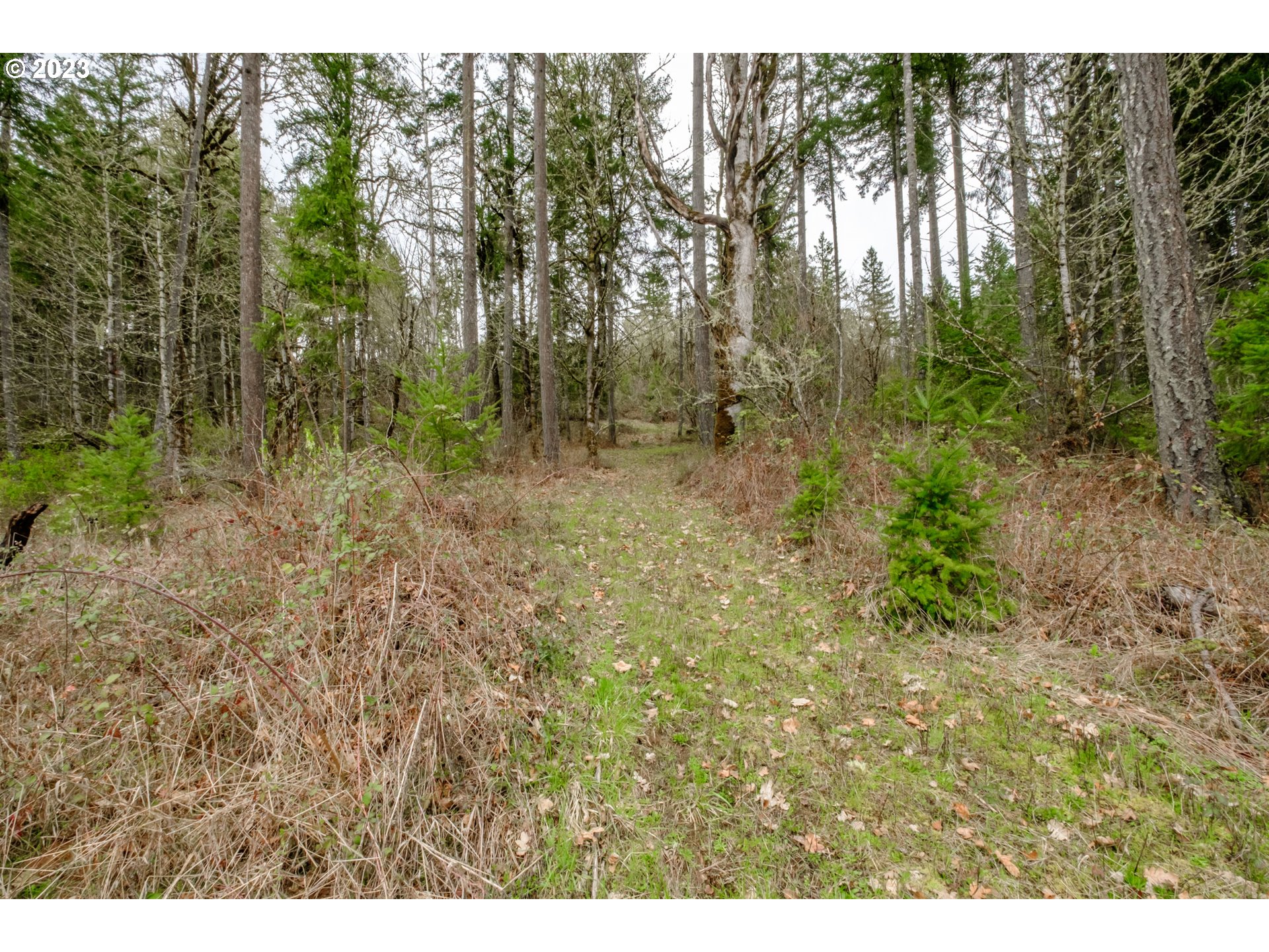 5891 Kings Ridge Road, Unit 1 Dallas, OR 97338 - Photo 42 of 48 a view of a forest with trees in front of it