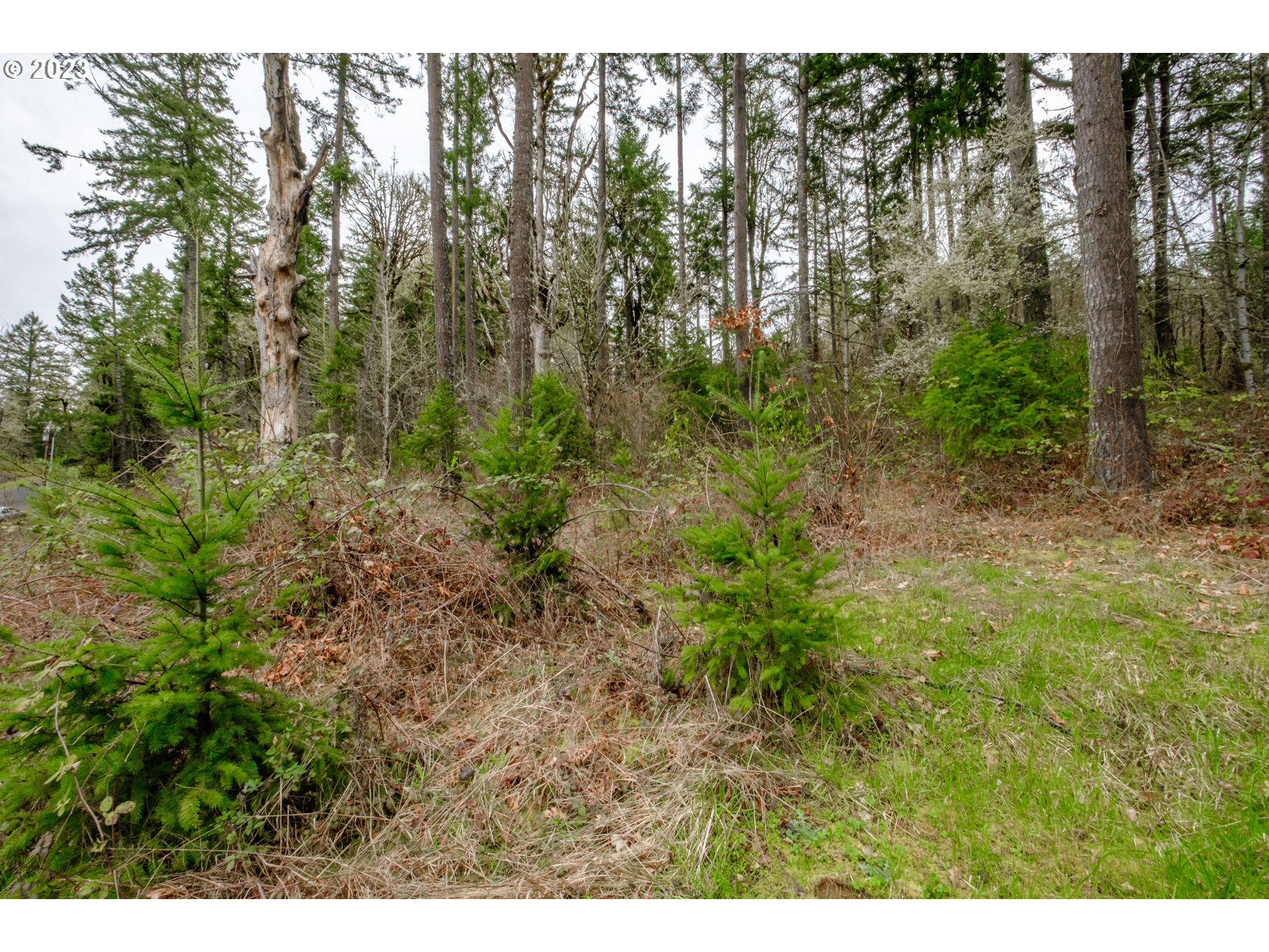 5891 Kings Ridge Road, Unit 1 Dallas, OR 97338 - Photo 45 of 48 a view of a lush green forest with trees in the background