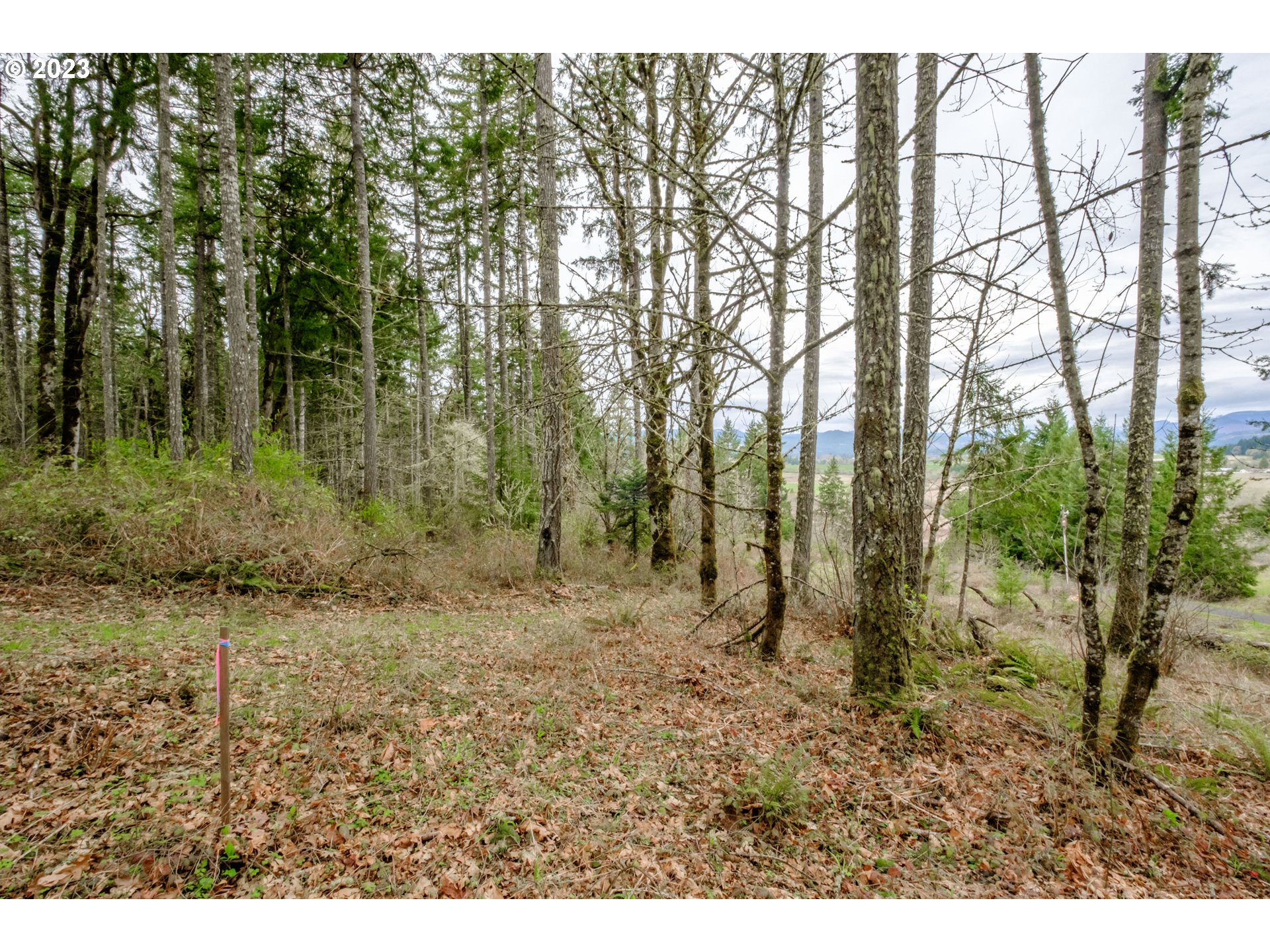 5891 Kings Ridge Road, Unit 1 Dallas, OR 97338 - Photo 47 of 48 a view of a forest with trees in the background