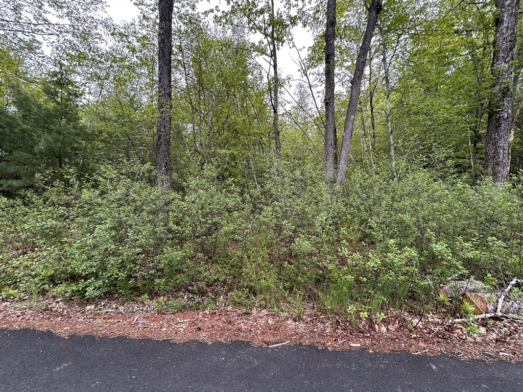 2 Stoddard Road Winchendon, MA 01475 - Photo 1 of 8 a view of a forest with trees in the background