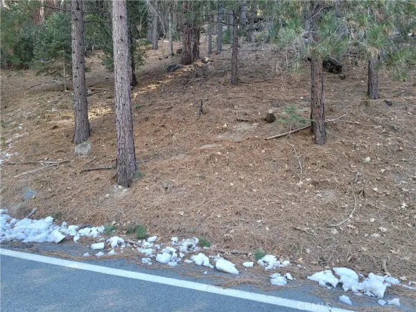 a view of a forest filled with trees