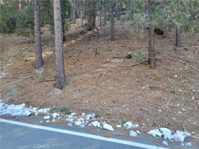 a view of a forest filled with trees