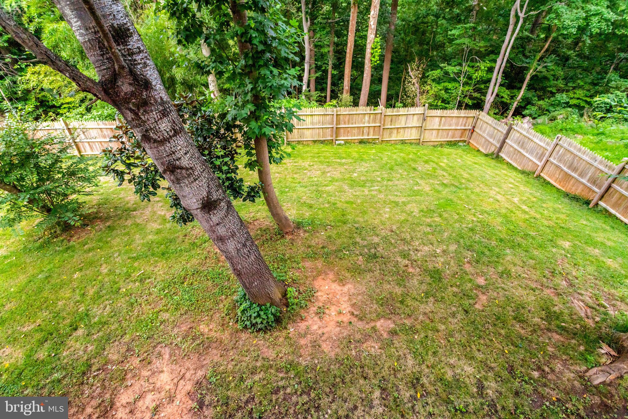 5418 Inverchapel Road Springfield, VA 22151 - Photo 64 of 94 a view of yard with a tree