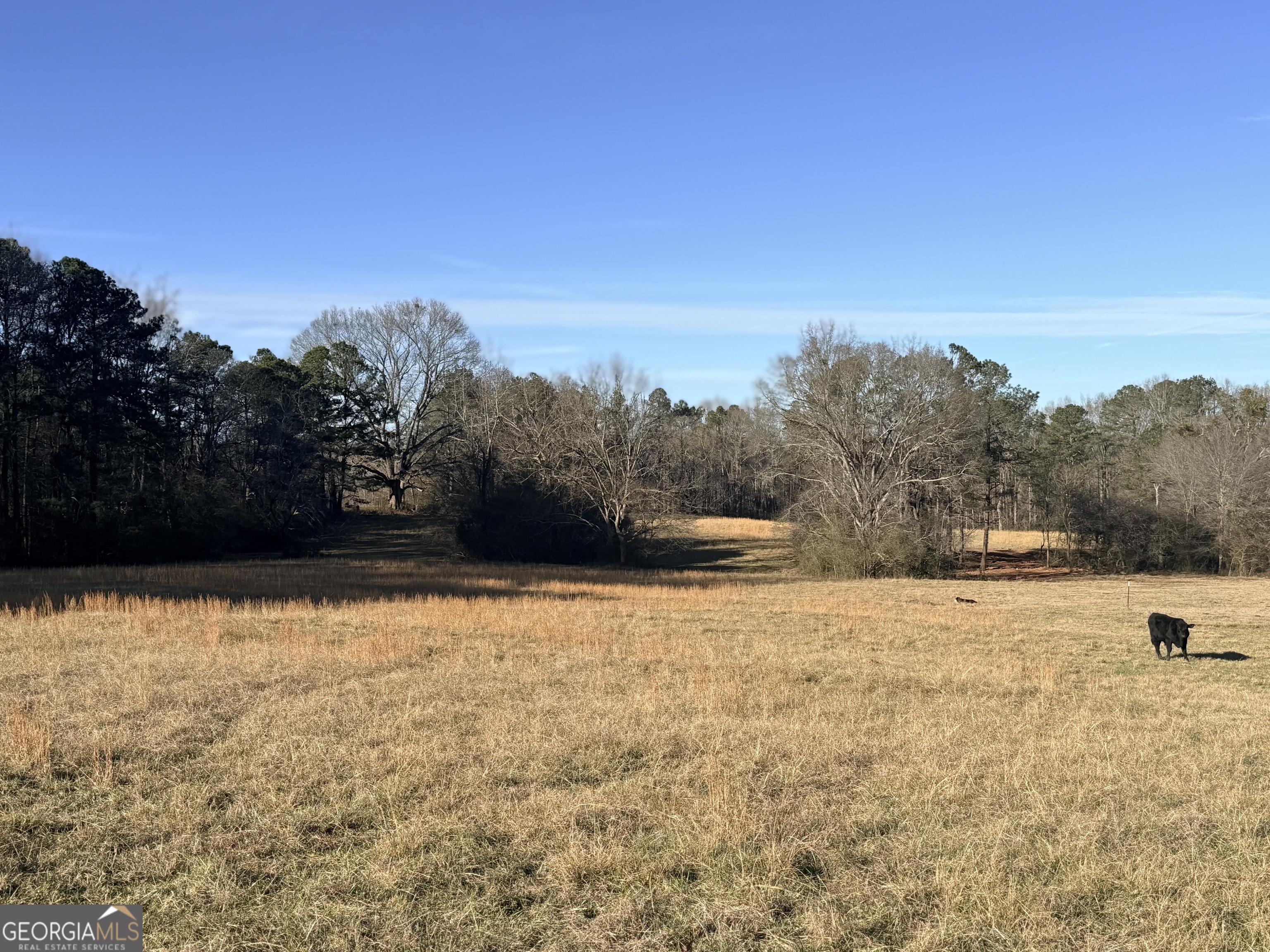 910 Line Creek Road Senoia, GA 30276 - Photo 51 of 56 a view of yard with large trees