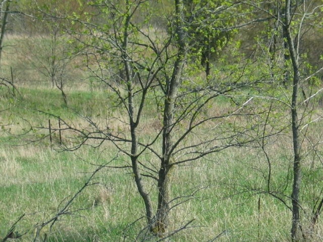 0 Addison Road Jerome, MI 49249 - Photo 12 of 16 IMG_2626