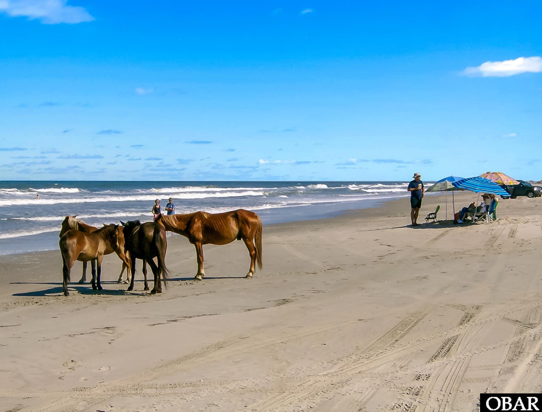 2126 Sandpiper Road Corolla, NC 27927 - Photo 11 of 12 Corolla Wild Horses enjoying a day at the beach