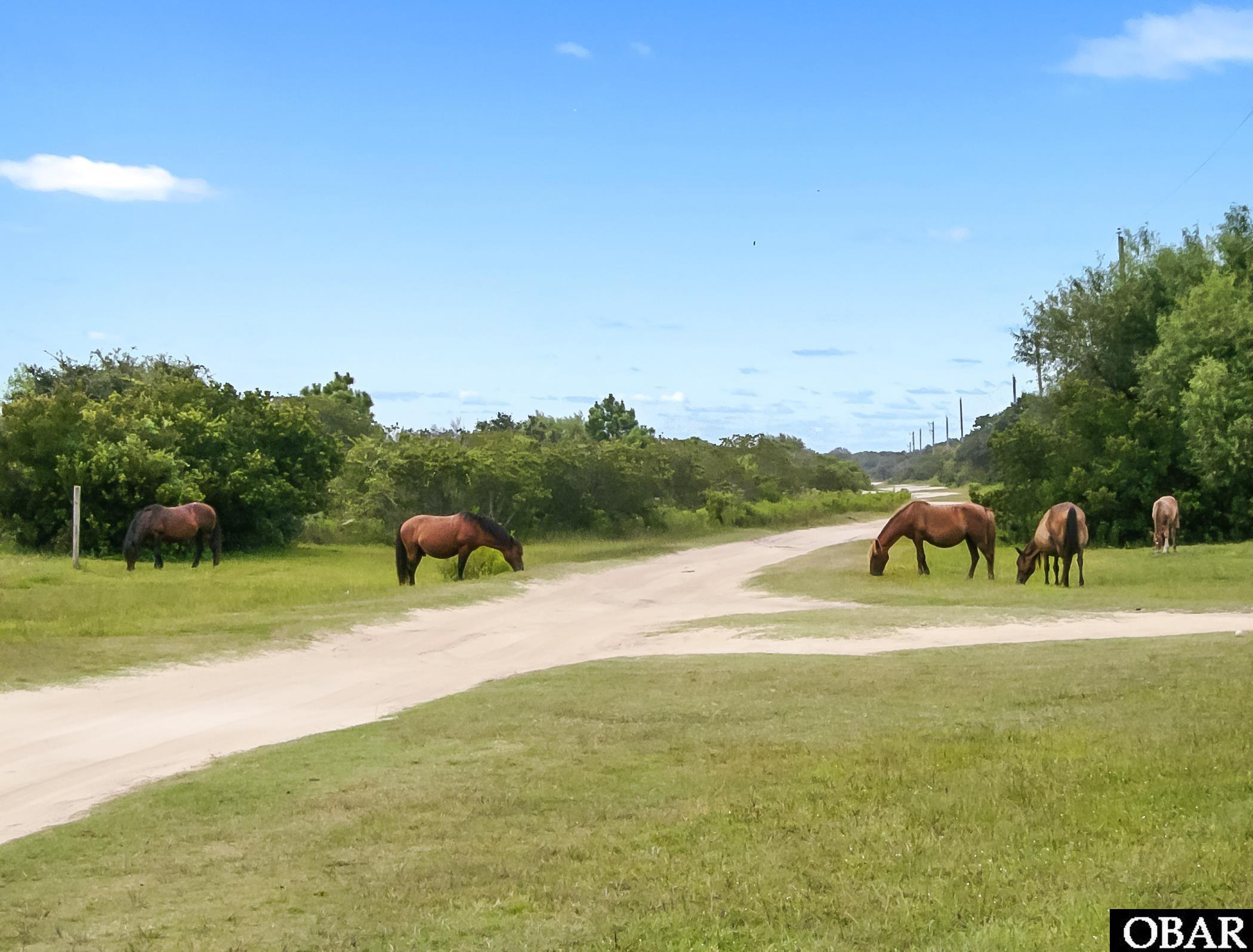 2126 Sandpiper Road Corolla, NC 27927 - Photo 10 of 12 Corolla Wild Horses grazing