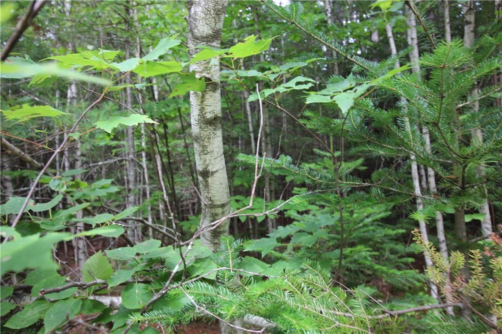 Tbd Westwood Road Bethel, ME 04217 - Photo 11 of 15 Photo