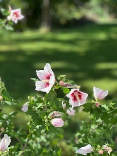 8297 Lake Road Sodus, NY 14555 - Photo 25 of 26