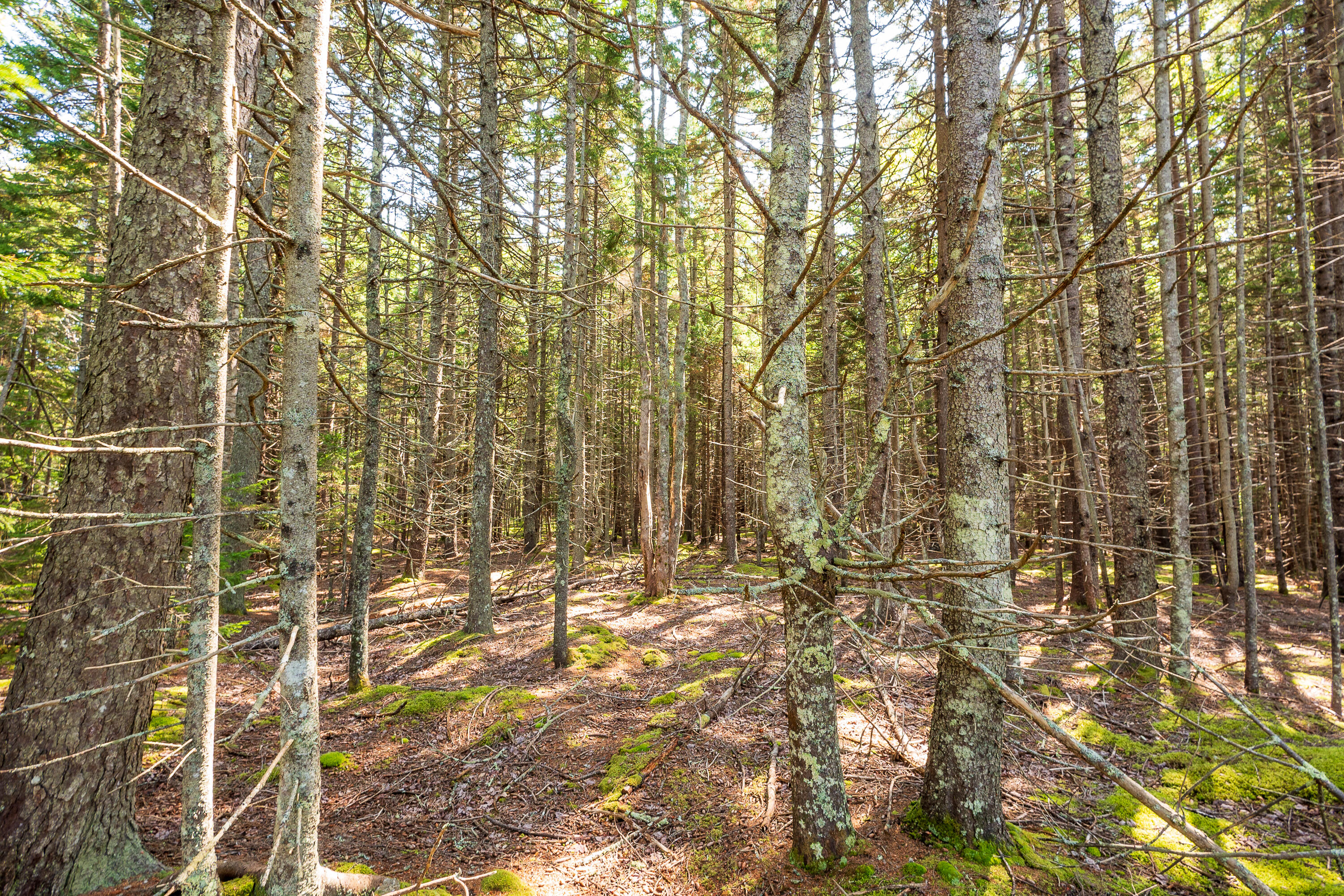 Lot 11 Nahanada Road Bristol, ME 04554 - Photo 3 of 18 02-Lot 11 Nahanada Rd-2
