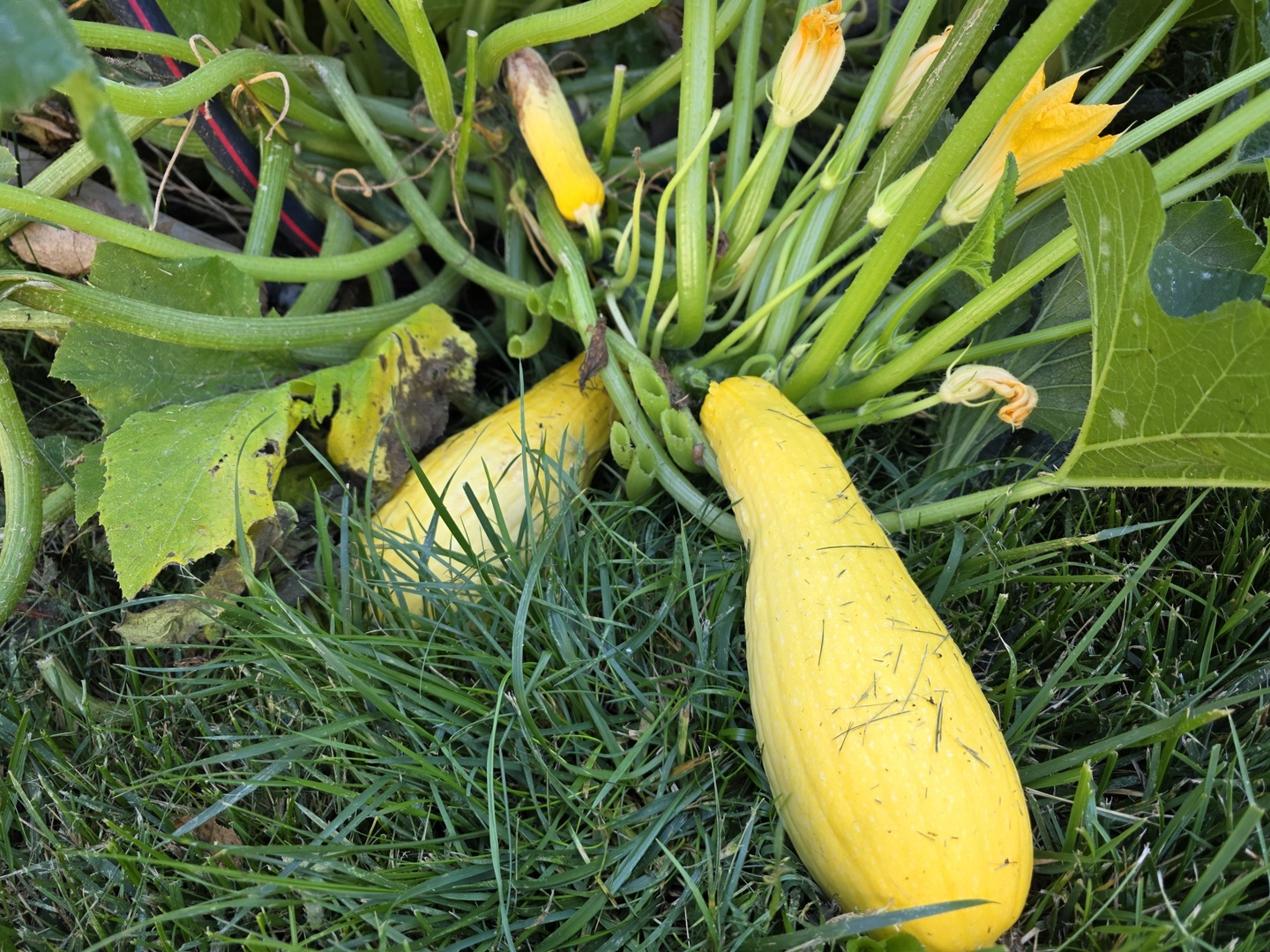 88 Gromer Road Elgin, IL 60120 - Photo 52 of 58