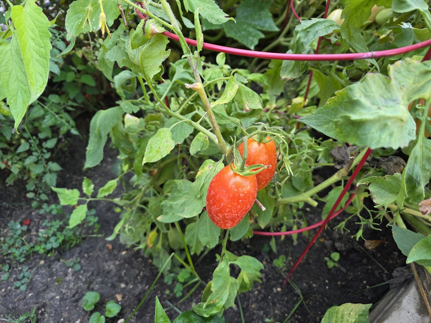 88 Gromer Road Elgin, IL 60120 - Photo 53 of 58