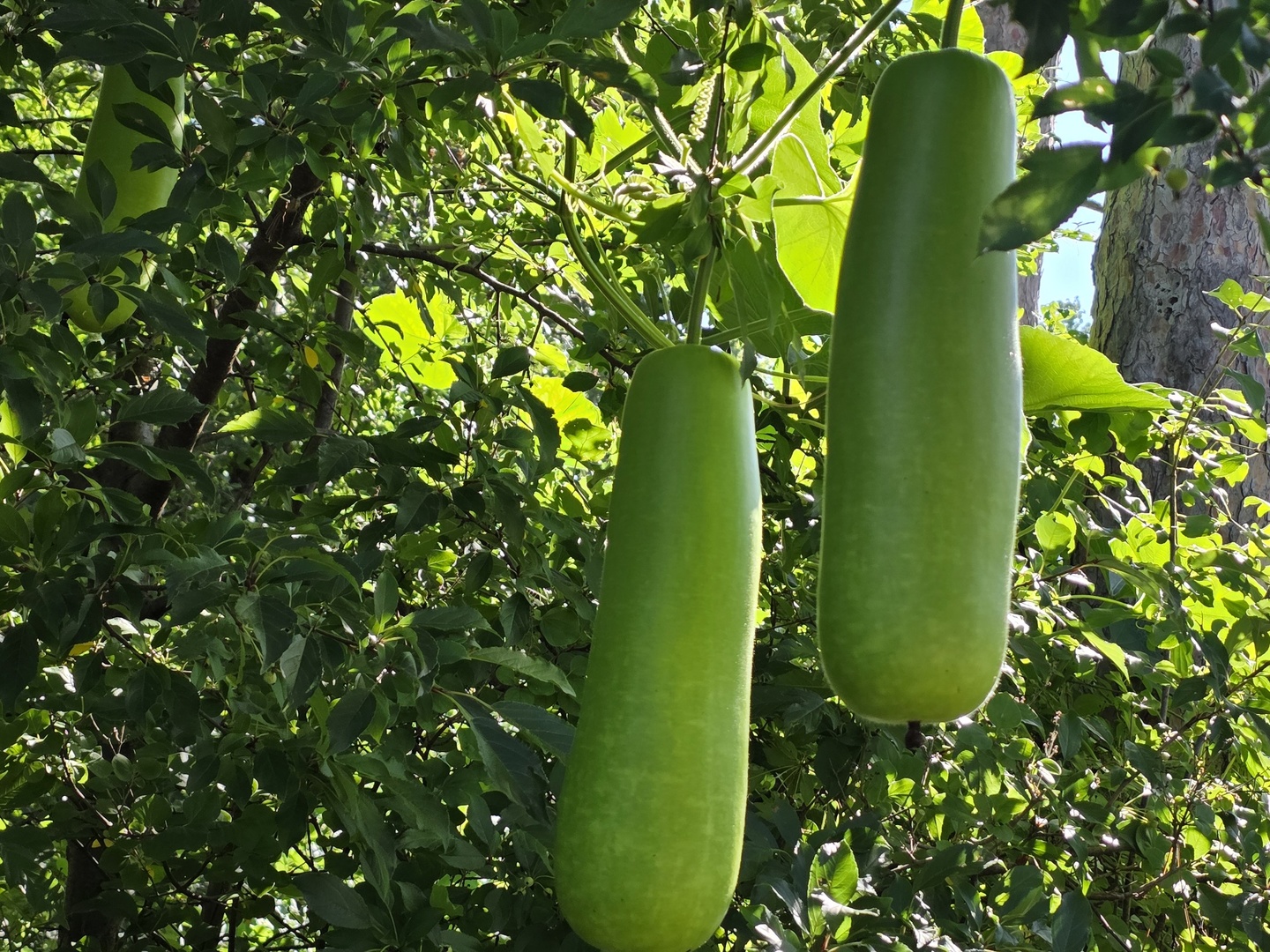 88 Gromer Road Elgin, IL 60120 - Photo 56 of 58