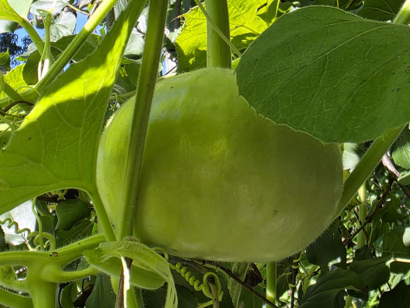 88 Gromer Road Elgin, IL 60120 - Photo 57 of 58